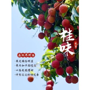 （一件代发）云蔚数字科技公司东莞荔枝（桂味、糯米糍）