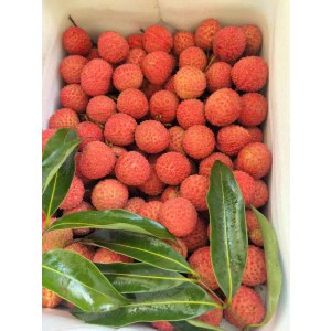 （集中配送）农创天下公司东莞荔枝（桂味、糯米糍）