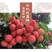 （一件代发）从化农投集团流溪甄选从化荔枝（桂味、糯米糍）
