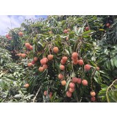 （一件代发）增城岗尾村仙果农场荔枝（桂味、糯米糍）