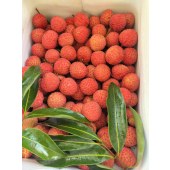 （一件代发）农创天下公司东莞荔枝（桂味、糯米糍）